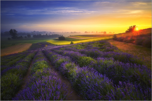 Plakat Sunrise on the lavender field