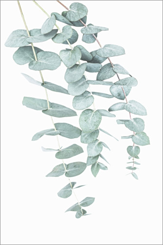 Plakat Eucalyptus I