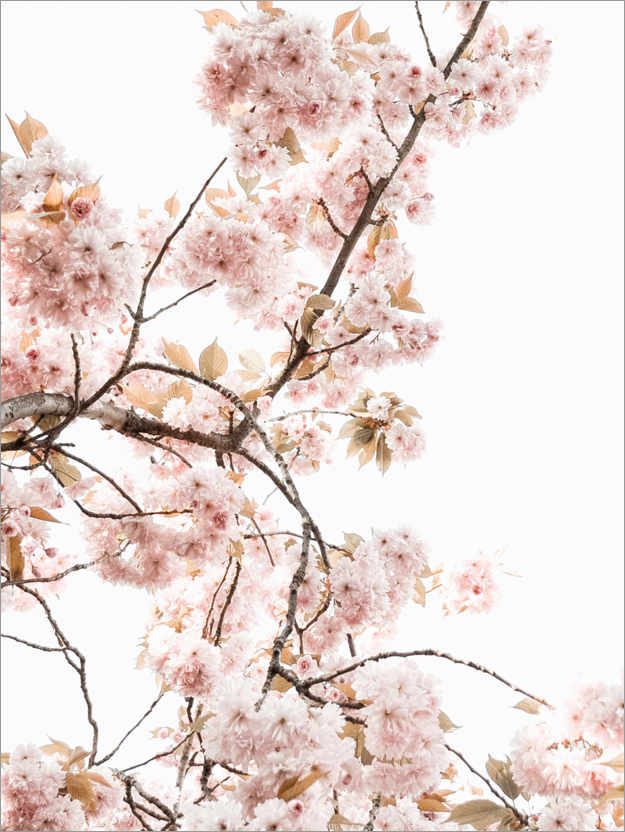 Plakat Spring blossom I