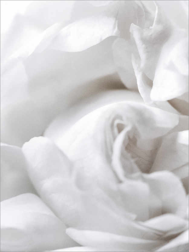 Plakat White rose