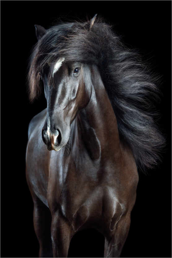 Plakat Horsestyle VIII