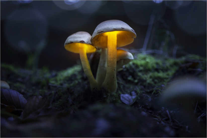 Plakat Magical, shining mushrooms