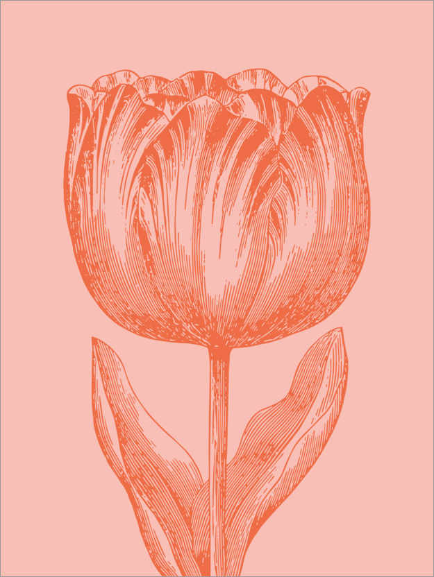 Plakat Apricot spring tulip