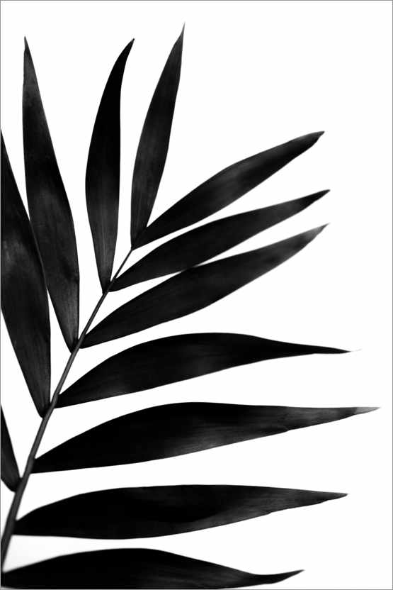Plakat Czarny liść palmowy