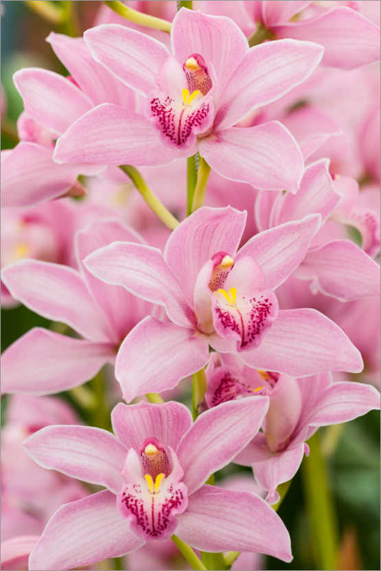 Plakat Orchid I