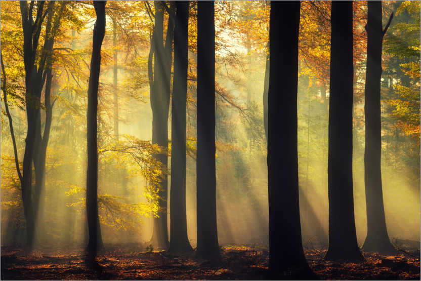 Plakat Forest in a golden glow