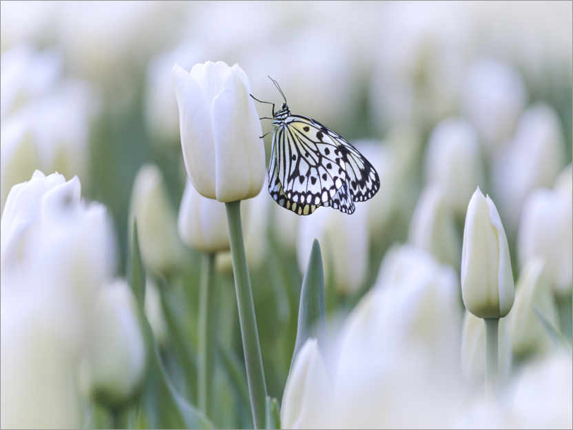 Plakat White tulips with butterfly