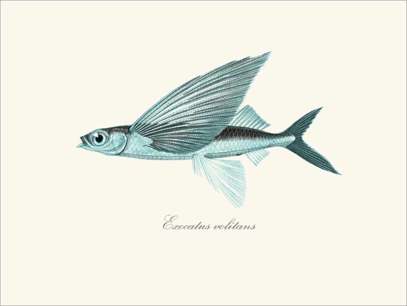 Plakat Latająca ryba