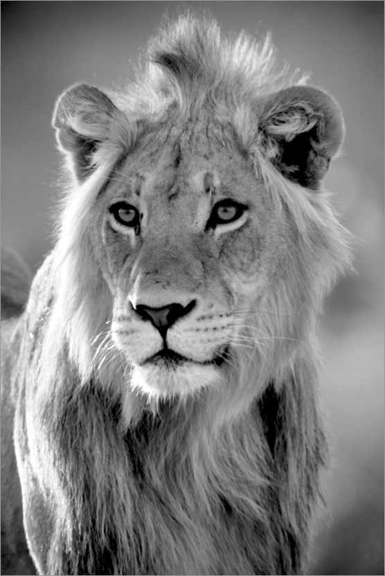 Plakat Młody lew