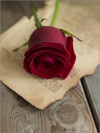 Plakat Still life with red rose and old letter
