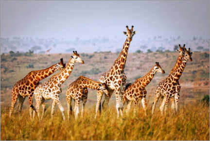 Obraz na szkle akrylowym  Rothschild's giraffes in Uganda - wiw