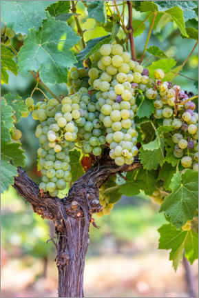Obraz na szkle akrylowym  White Grapes on the Vine - Mike Centioli