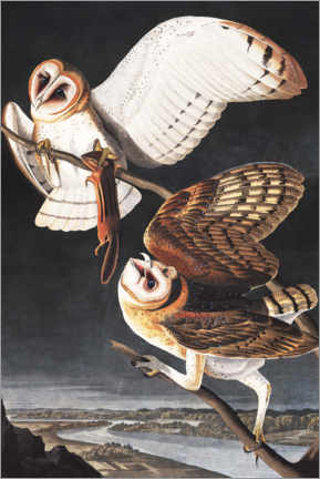 Plakat  Płomykówka zwyczajna - John James Audubon