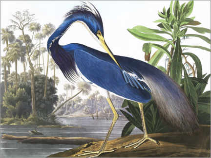 Obraz na szkle akrylowym  Louisiana Heron - John James Audubon