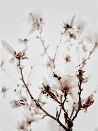 Obraz na szkle akrylowym  Biała Magnolia I - Magda Izzard
