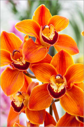 Plakat  Orchid III - Mikolaj Gospodarek