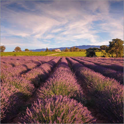 Plakat Lawendowe pola na Prowansji, Francja