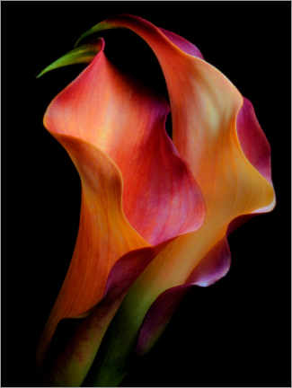 Obraz na szkle akrylowym  Tenderness - Jon Kinney