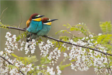 Plakat Bee-eater
