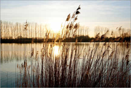 Plakat Reeds at sunset