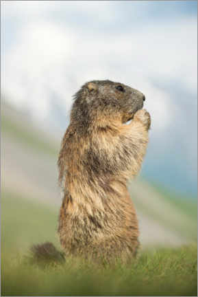 Plakat Alpine marmot