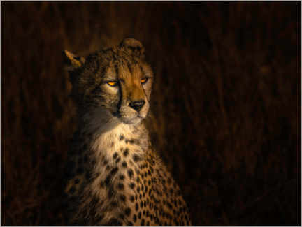 Plakat  Portret geparda - Bing Li