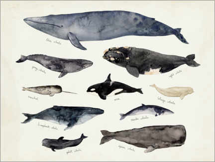 Obraz na płótnie  Whales III - Victoria Barnes