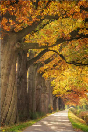 Plakat Autumn colors
