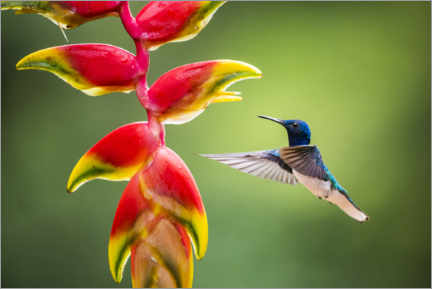 Plakat Hummingbird in the Rainforest of Costa Rica