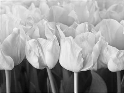 Obraz na szkle akrylowym  Tulipany - Assaf Frank