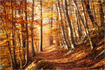 Plakat Picturesque autumn forest