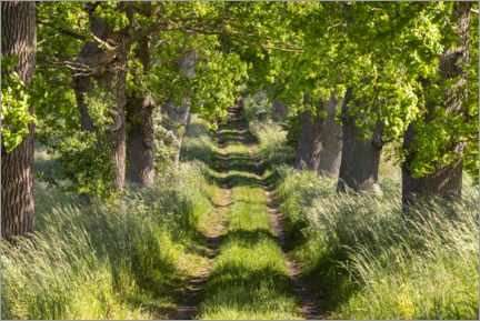 Plakat  Oak alley in spring green with sunlight on Rügen - The Wandering Soul