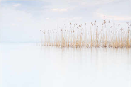 Plakat Reeds on Lake Garda