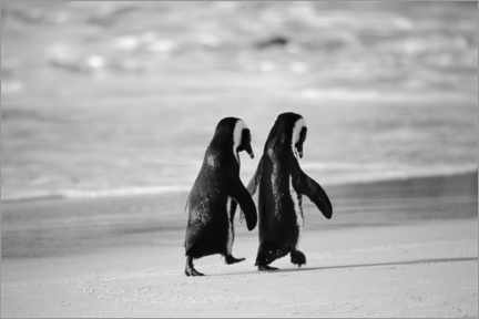 Obraz na szkle akrylowym  Penguins go hand in hand - Stuart Westmorland