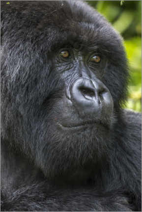 Obraz na szkle akrylowym  Mountain gorilla - Paul Souders