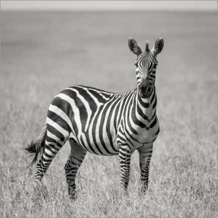 Obraz na szkle akrylowym  Lonely zebra - Jaynes Gallery