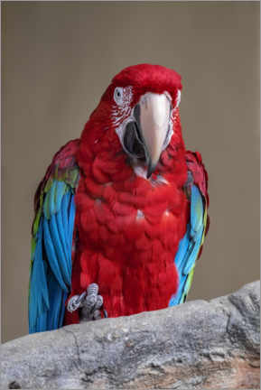 Plakat Scarlet macaw