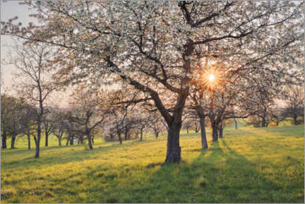 Plakat Blooming cherry trees at sunset