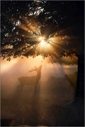 Plakat Young deer in the evening light