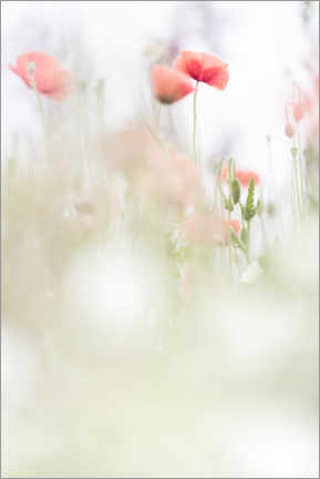 Plakat Restful Poppies