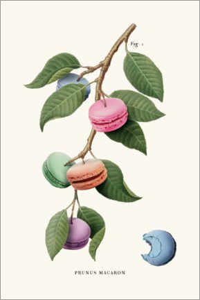 Plakat  Macaron Plant - Jonas Loose