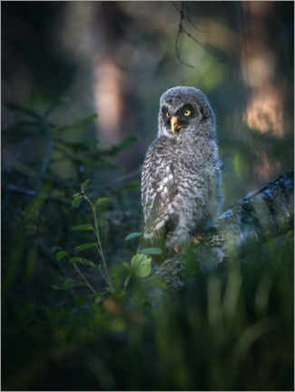 Obraz na płótnie  Gray junior owl - articstudios