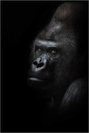 Obraz na płótnie  Mighty male gorilla - Mikhail Semenov