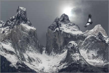 Gallery print  Andean condor and mountains in Torres del Paine National Park - Jaynes Gallery