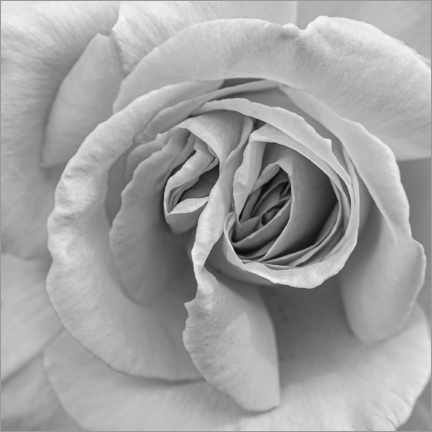 Plakat  Rose in black and white - Henrike Schenk