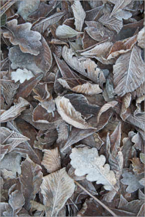 Obraz na drewnie  Snow and icy leaves in the winter forest - Studio Nahili