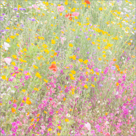 Obraz na PCV  The wild flowers field - Martin Bergsma