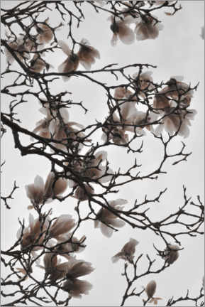 Naklejka na ścianę  Magnolia blossoms - Studio Nahili