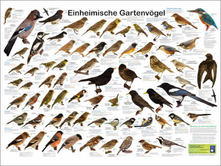 Obraz na płótnie  Native garden birds (German) - Planet Poster Editions