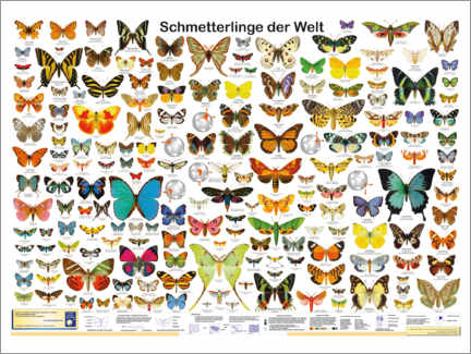 Obraz na płótnie  Motyle (niemiecki) - Planet Poster Editions